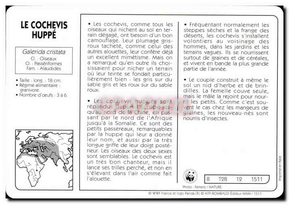 Carte Le Cochevis Huppe oiseau WWF — Rückseite