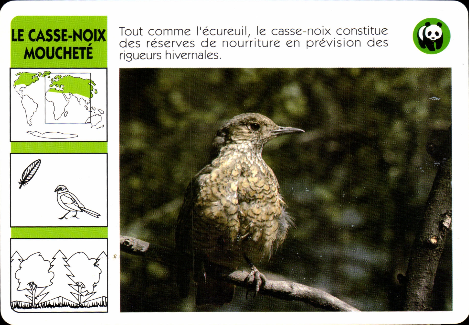 Carte Le Casse Noix Mouchete Oiseau WWF