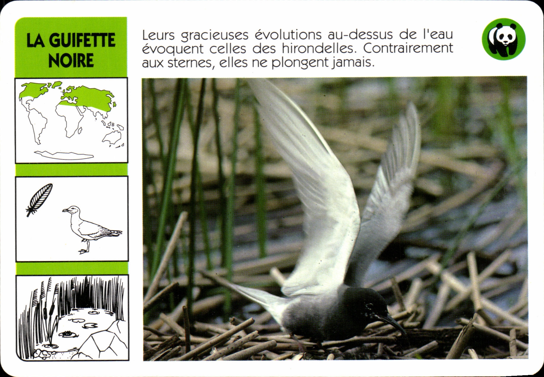 Carte La Guifette Noire oiseau WWF
