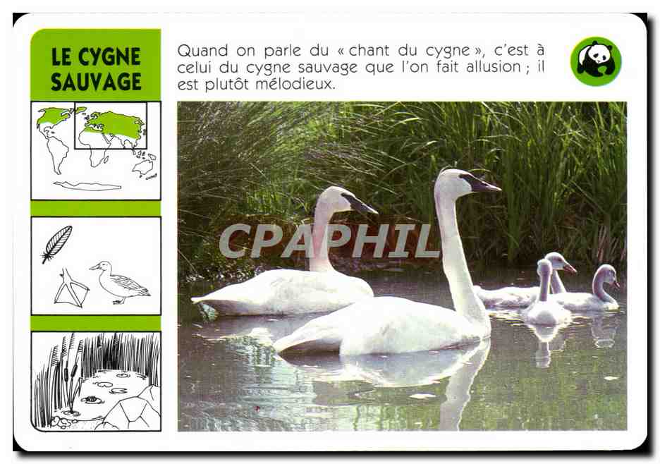 Carte Le Cygne Sauvage Oiseau WWf