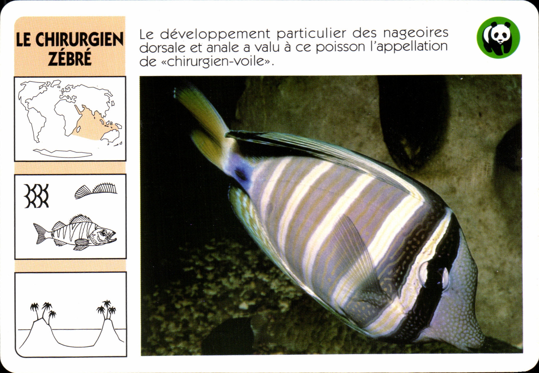 Carte Le Chirurgiem Zebre Poisson WWF
