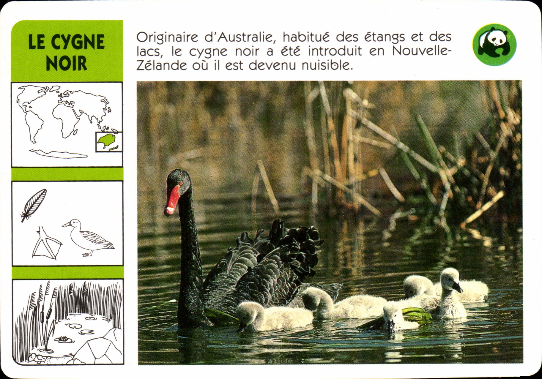 Carte Le Cygne Noir Originaire d'Australie Oiseau WWF