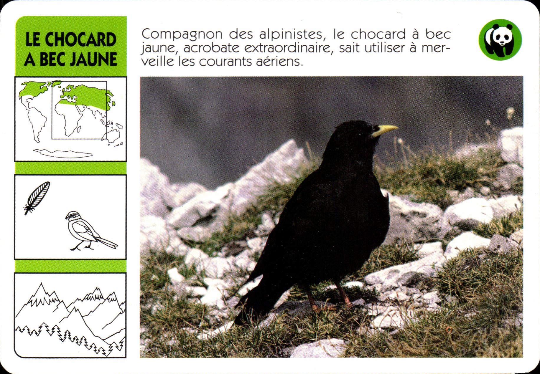 Carte Le Chocard A Bec Jaune Oiseau WWF