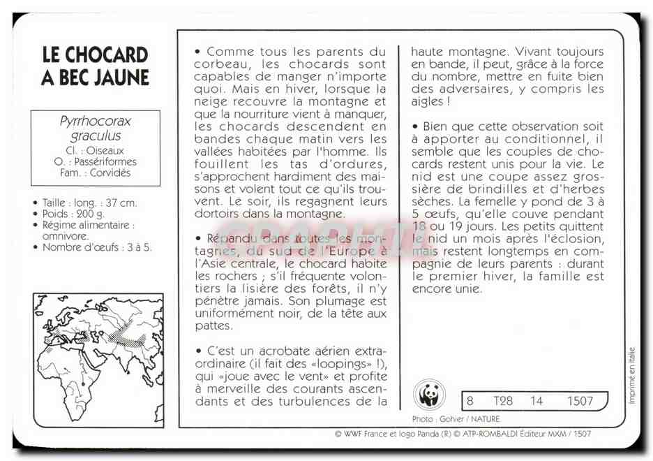 Carte Le Chocard A Bec Jaune Oiseau WWF — Rückseite