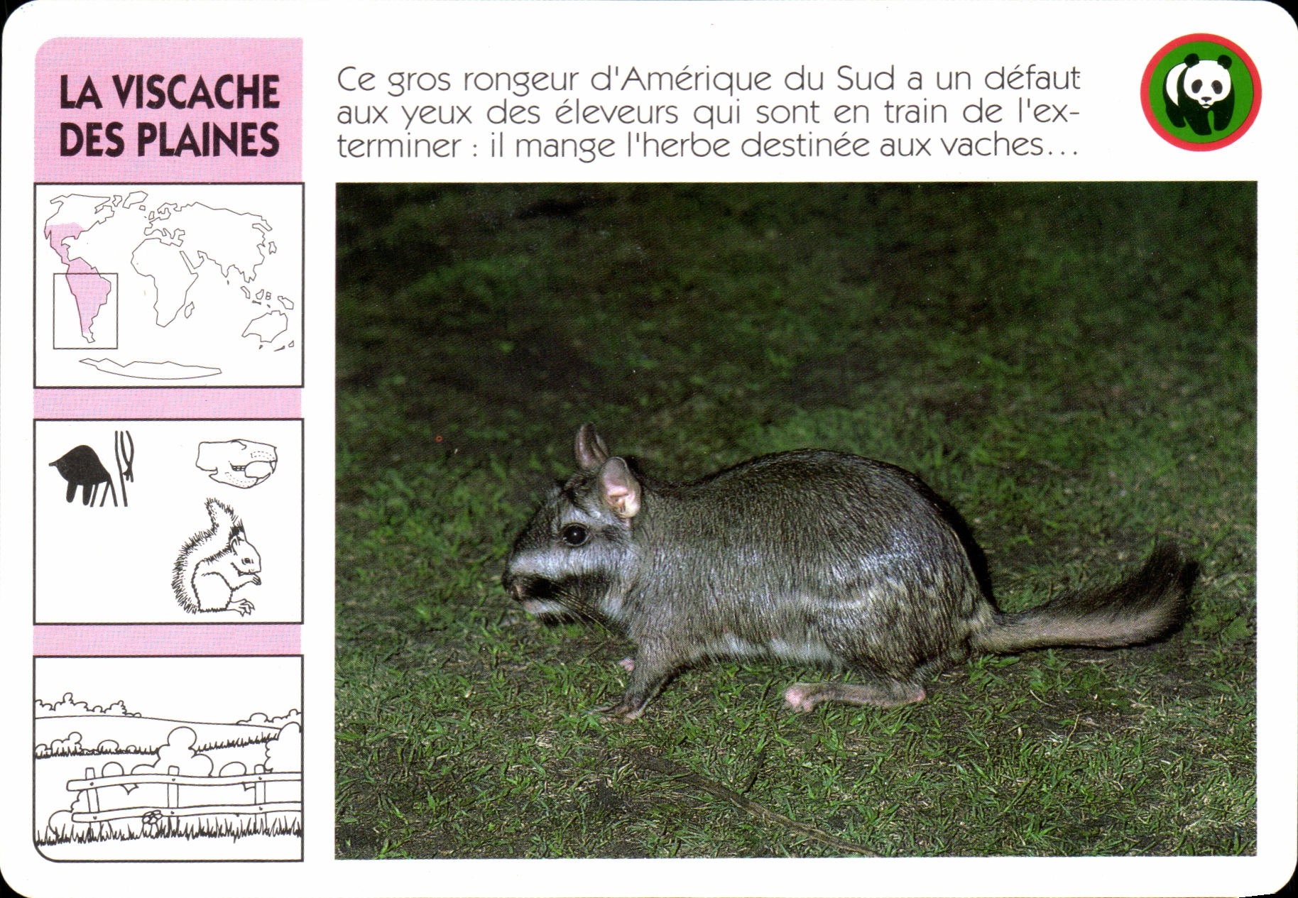 Carte Le Viscache Des Plaines Ce gros rongeur d'Amerique du sud WWF