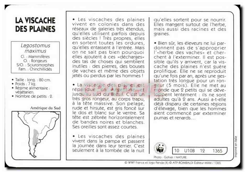 Carte Le Viscache Des Plaines Ce gros rongeur d'Amerique du sud WWF — Rückseite