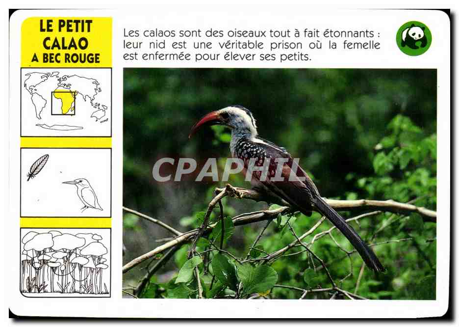 Carte Le Petit Calao A Bec Rouge Oiseau WWF