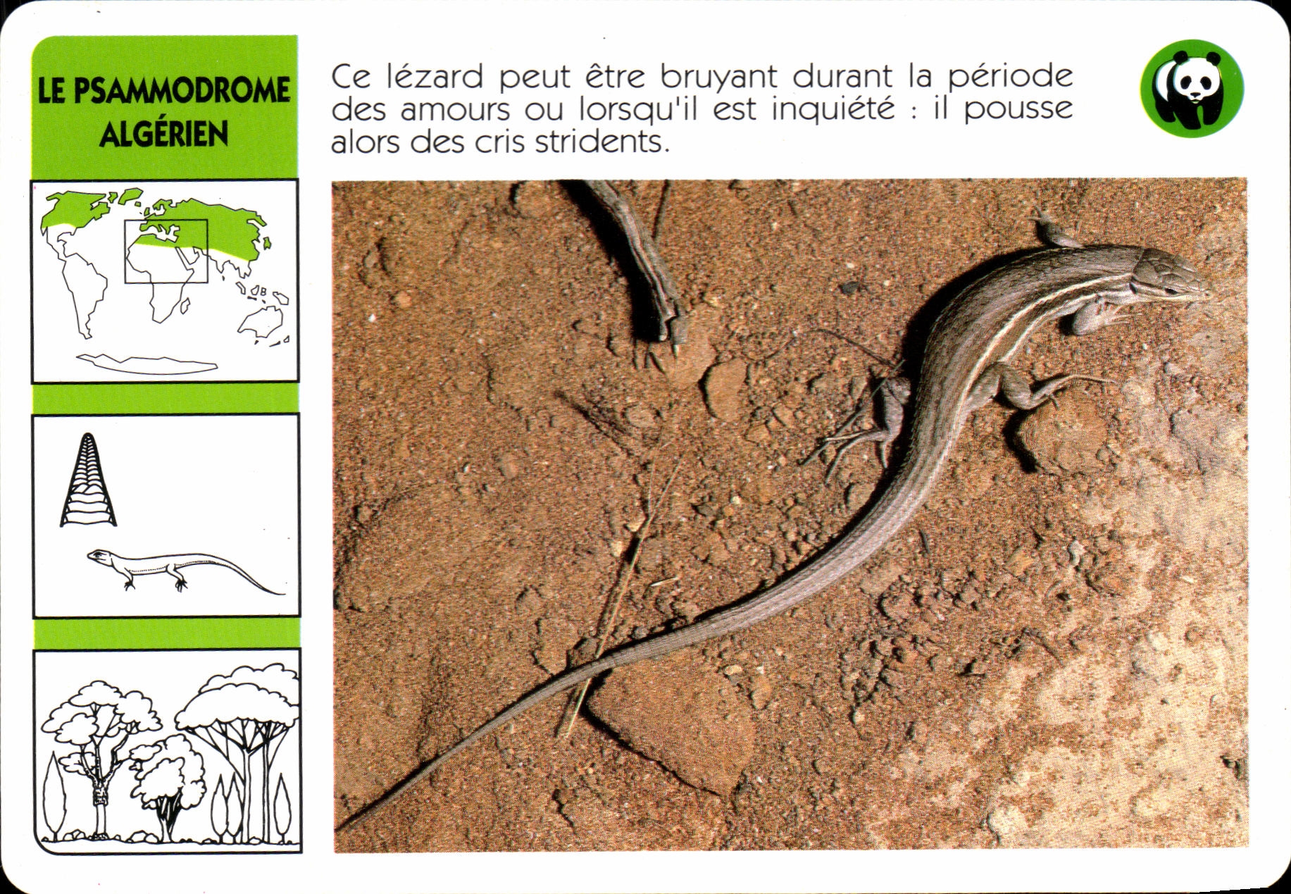 Carte Les Psammodrome Algrien Ce lezard WWF