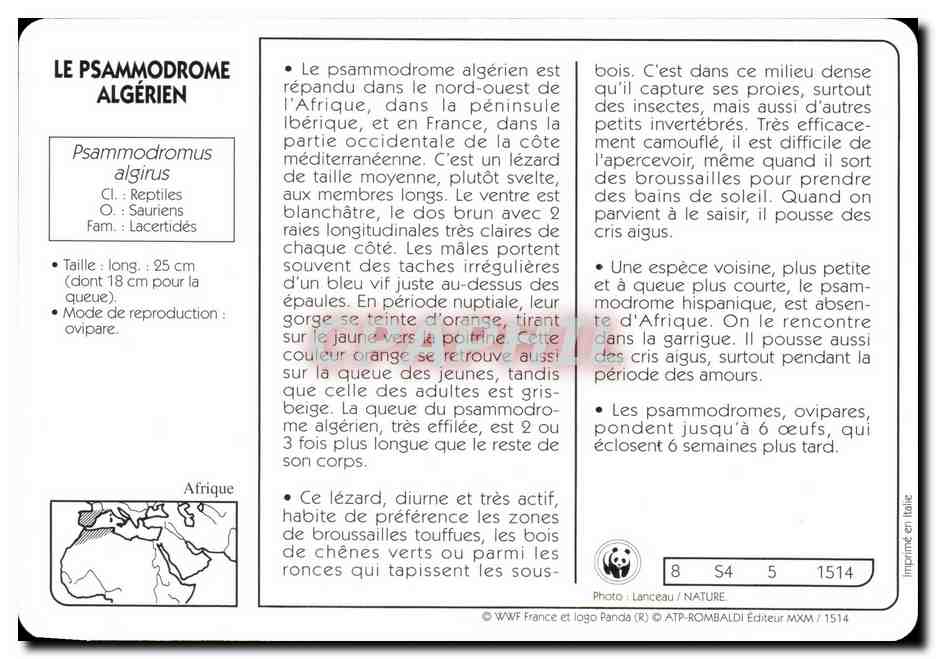 Carte Les Psammodrome Algrien Ce lezard WWF — Rückseite
