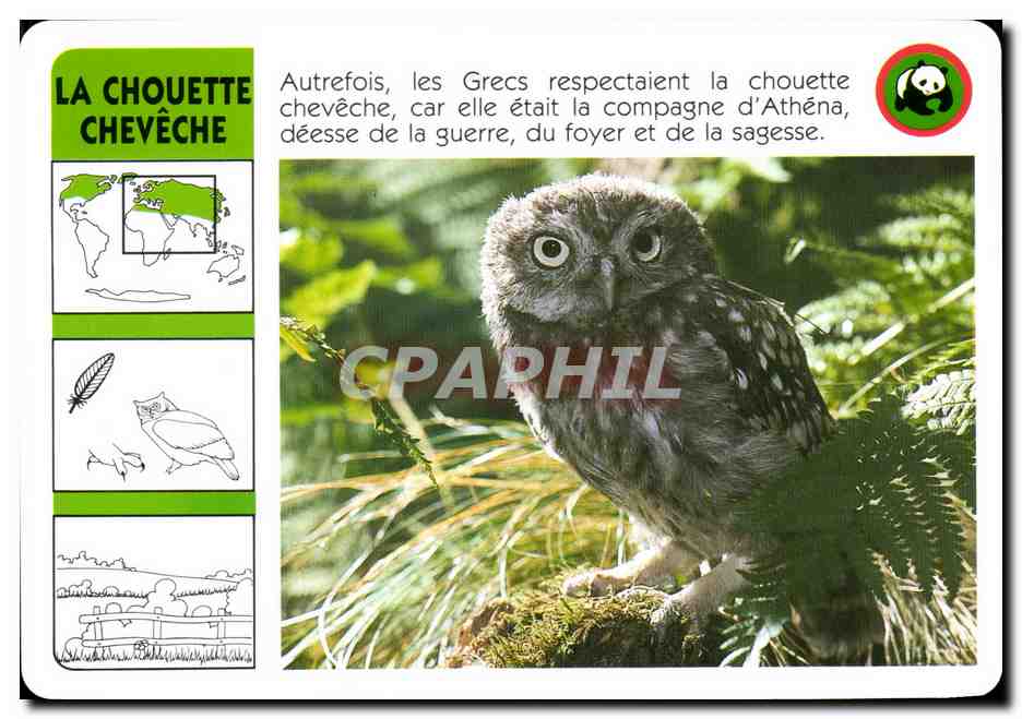 Carte Les Chouette Cheveche Oiseau WWF