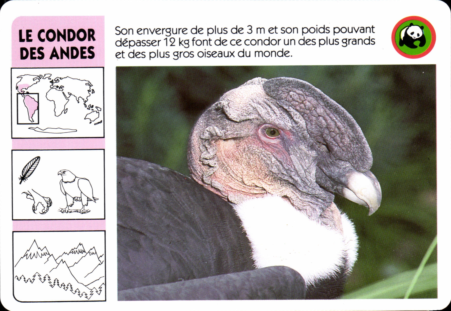 Carte Les Condor Des Andes oiseau WWF