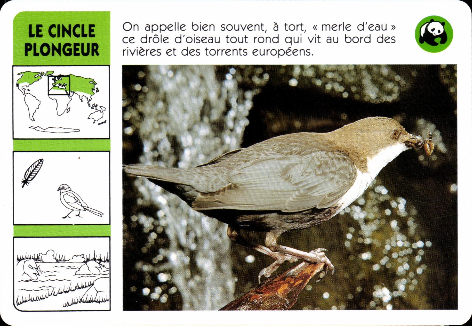 Carte Les Cincle Plongeur Oiseau WWF