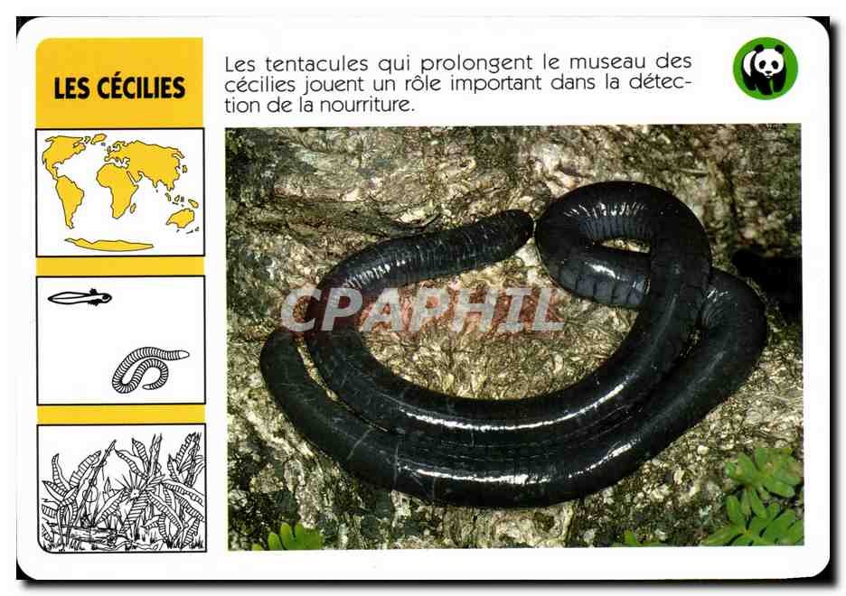 Carte Les Cecilies WWF