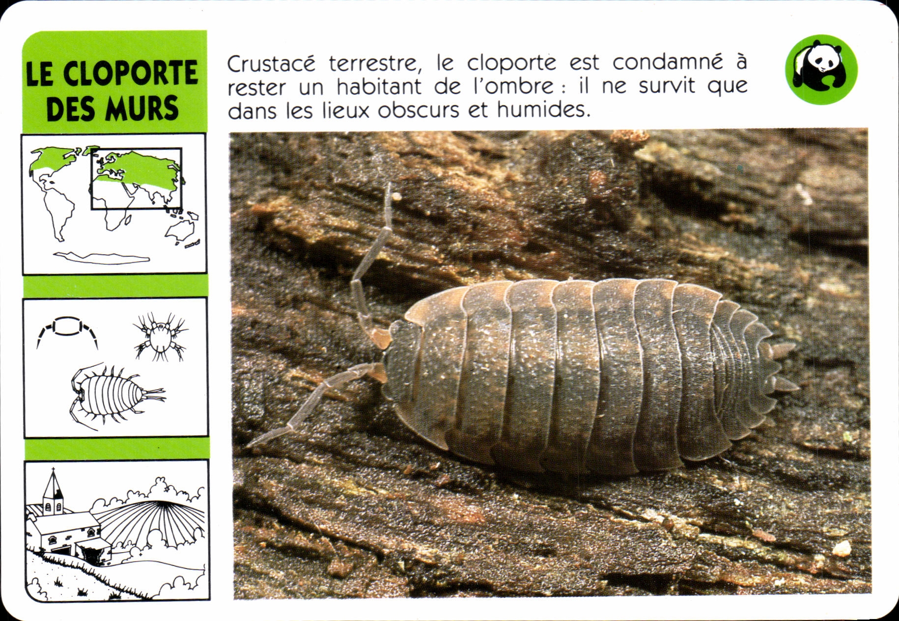 Carte Les Cloporte Des Murs Crustace terrestre WWF