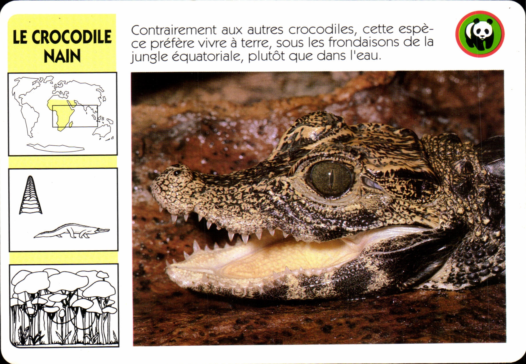 Carte Les Crocodile Nain WWF