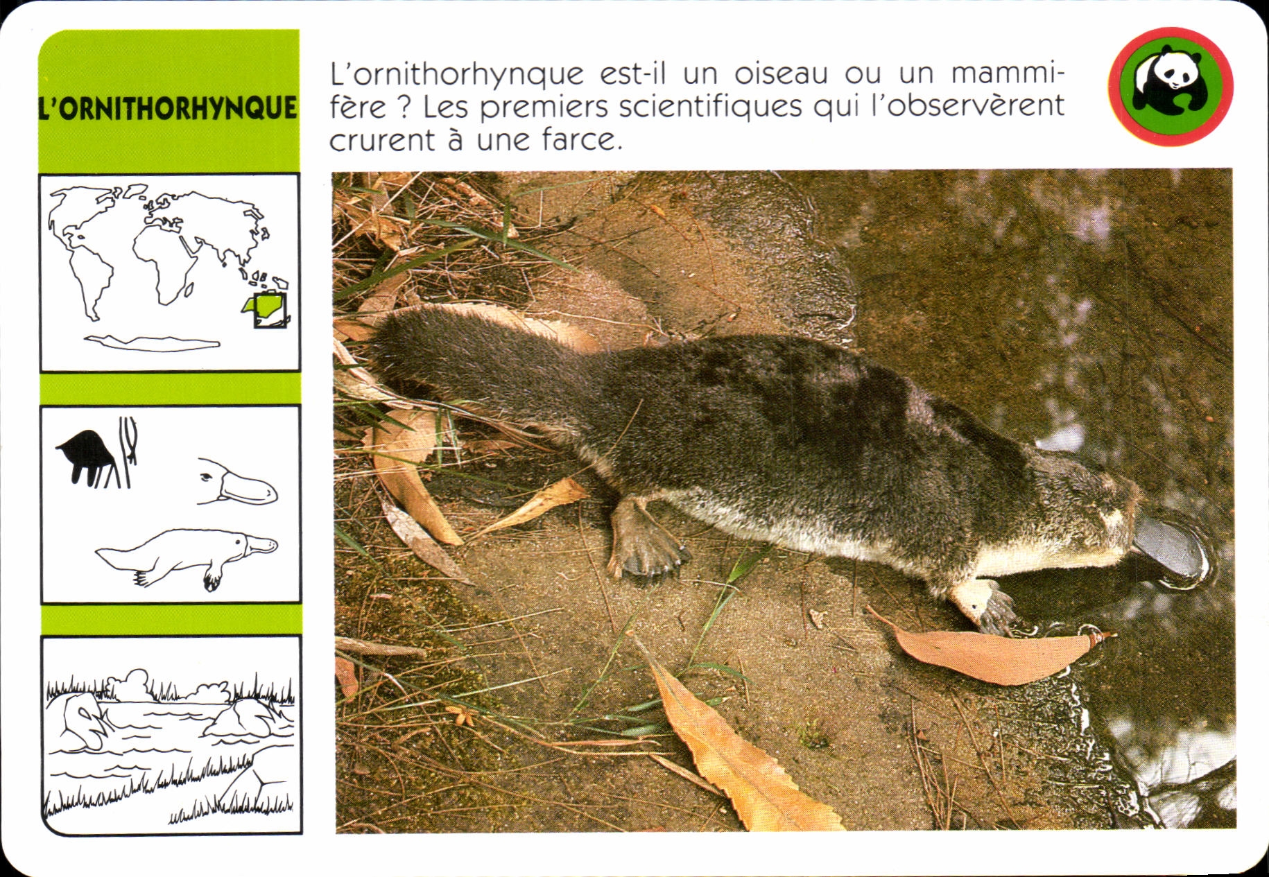 Carte L'ornithorhynque WWXF