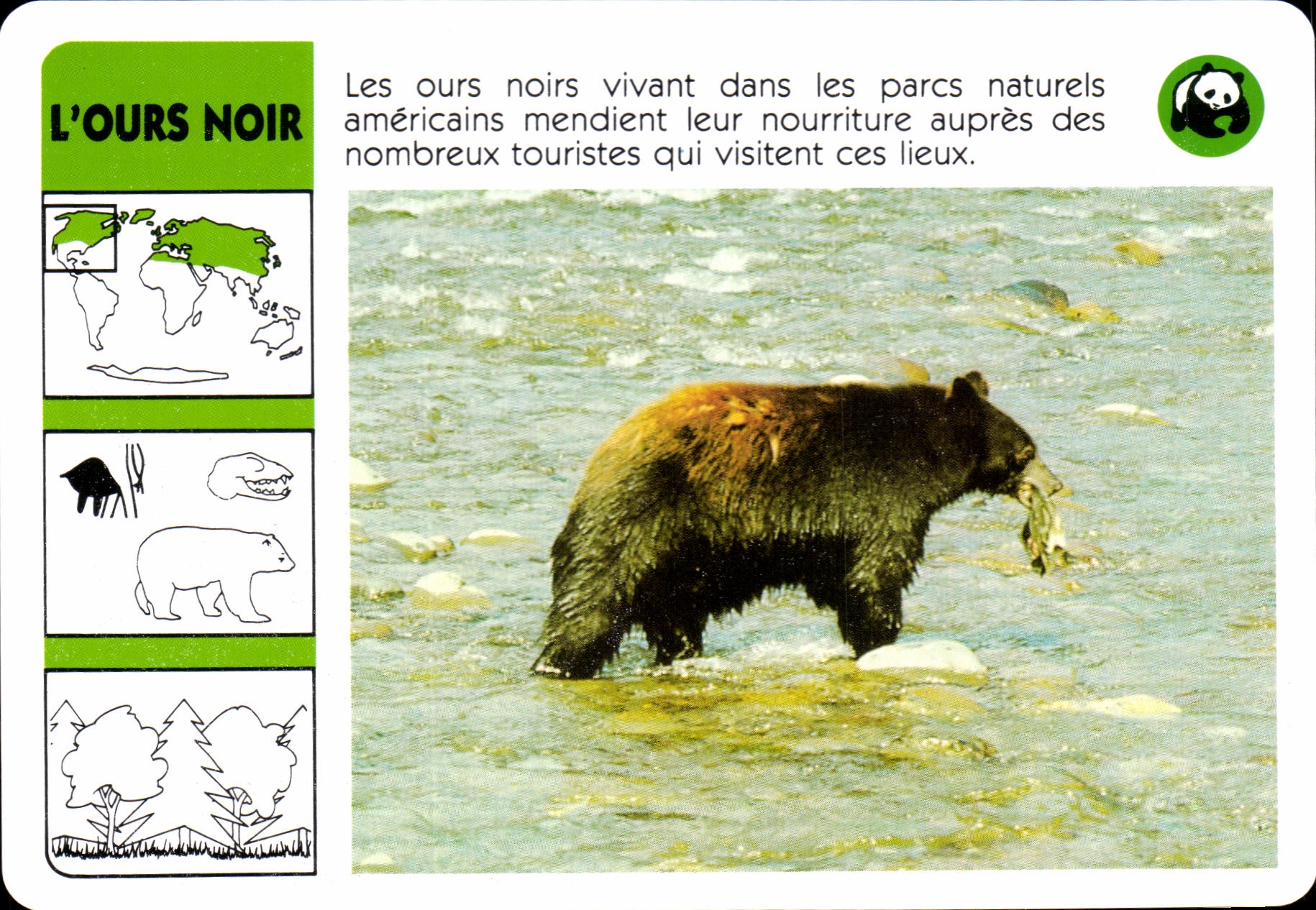 Carte L'Ours Noir WWF