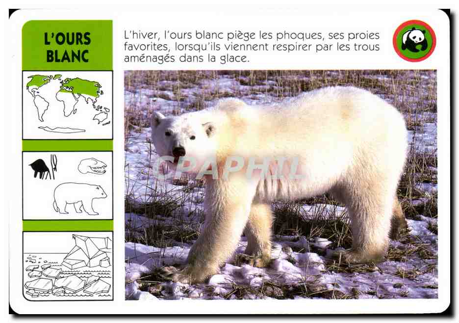 Carte L'Ours Blanc WWF