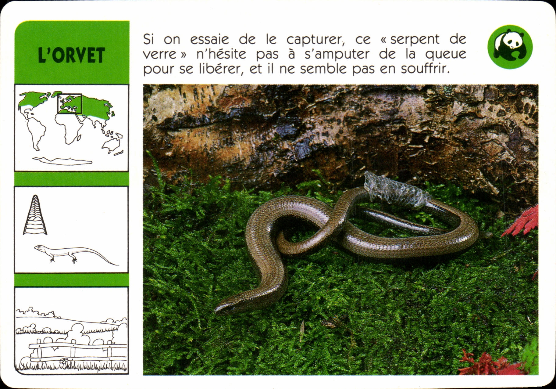 Carte L'Orvet WWF