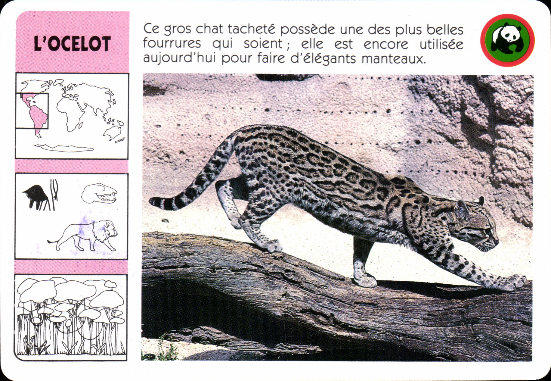 Carte L'Ocelot ce gros chat WWF