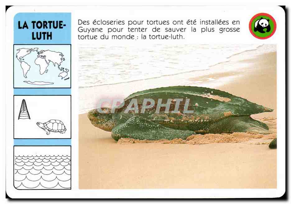 Carte La Tortue Luth WWF Guyane