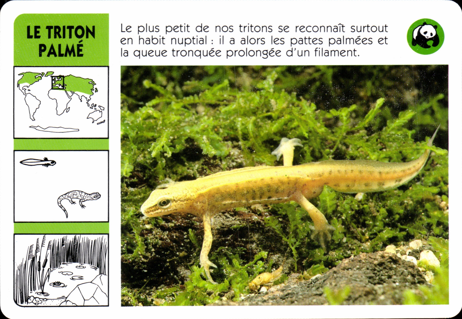Carte La Triton Palme WWF