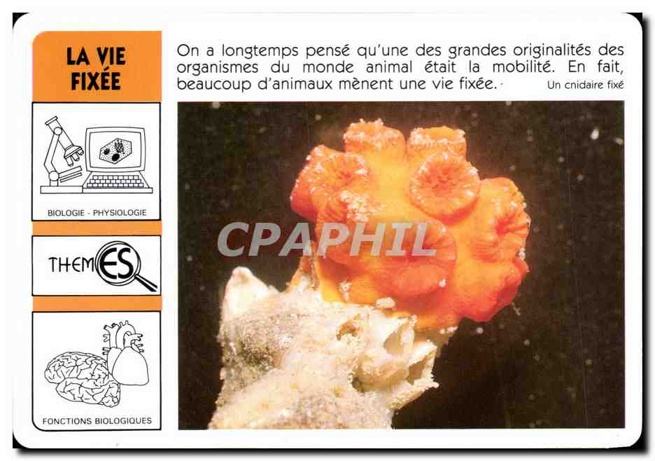CPA Le Vie Fixee WWF