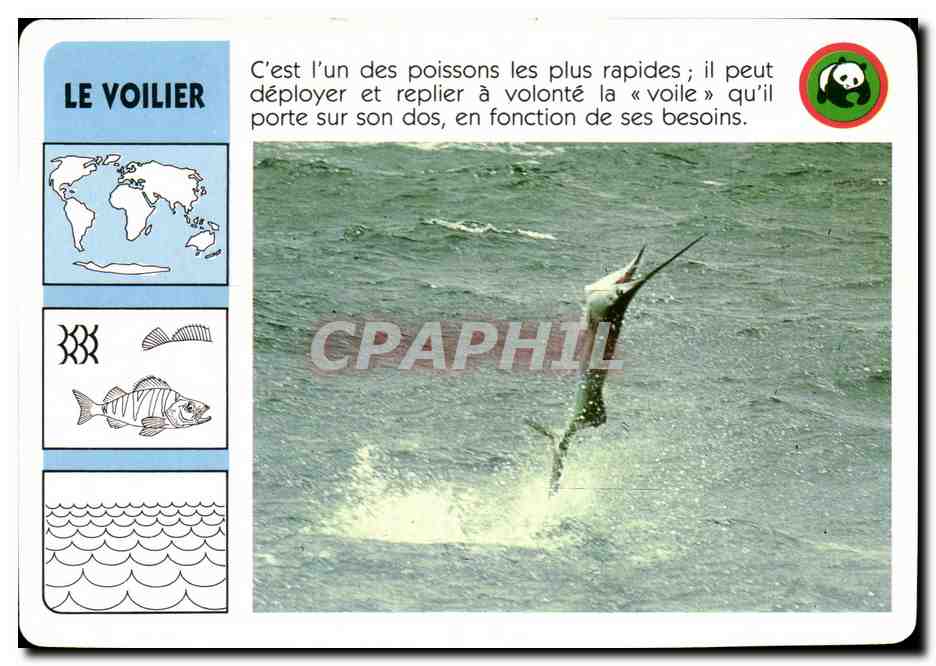 Carte Le Voilier Poisson WWF