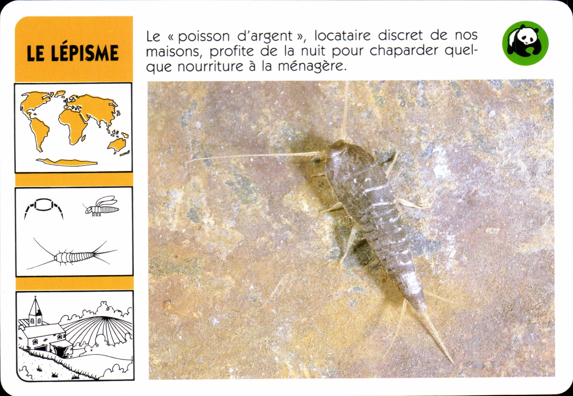Carte Le Lepisme Le poisson d'argent WWF