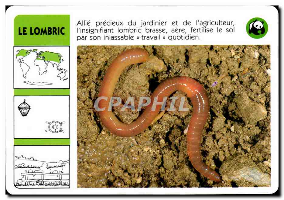 Carte Le Lombric WWF