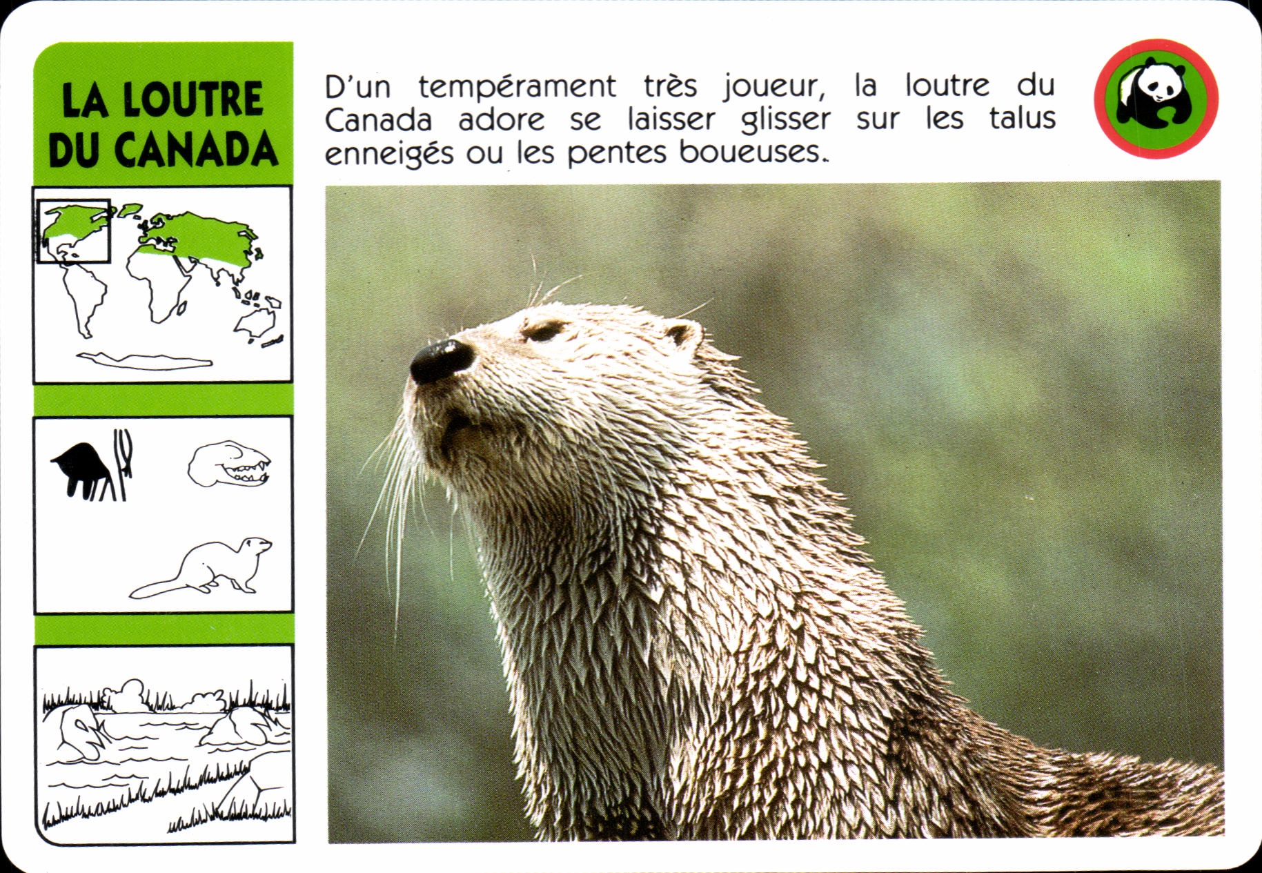 Carte Le Loutre Du Canada WWF