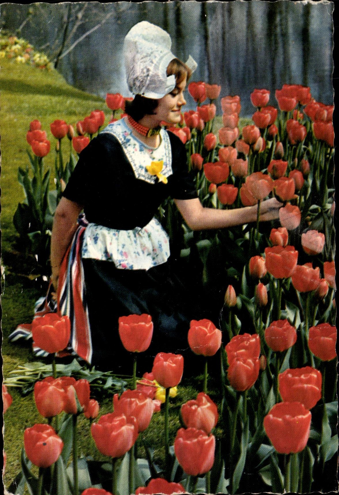 CPM Holland in Bloementooi Tulipes