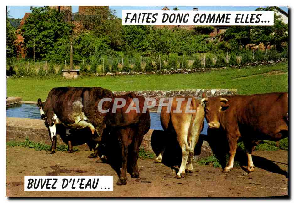 CPA Faites Donc Comme Elles Buvez D'L'Eau Vaches