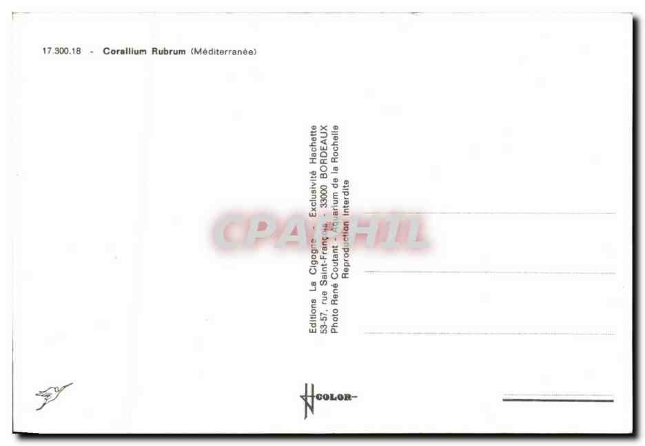 CPM Corallium Rubrum — Verso
