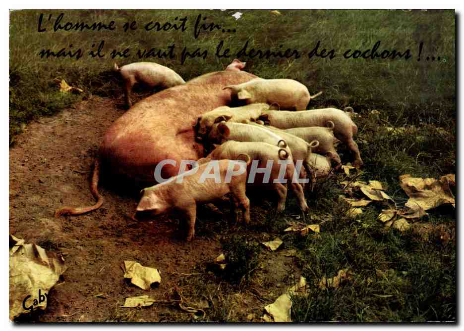 CPM Cochons 