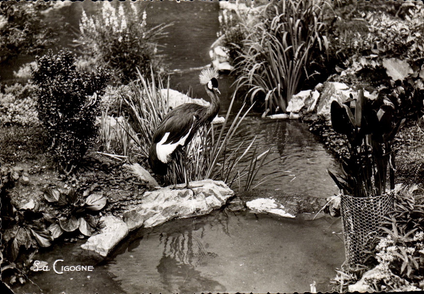 Grue royale huppée — bassin des Cygnes — édition La Cigogne, n° 537