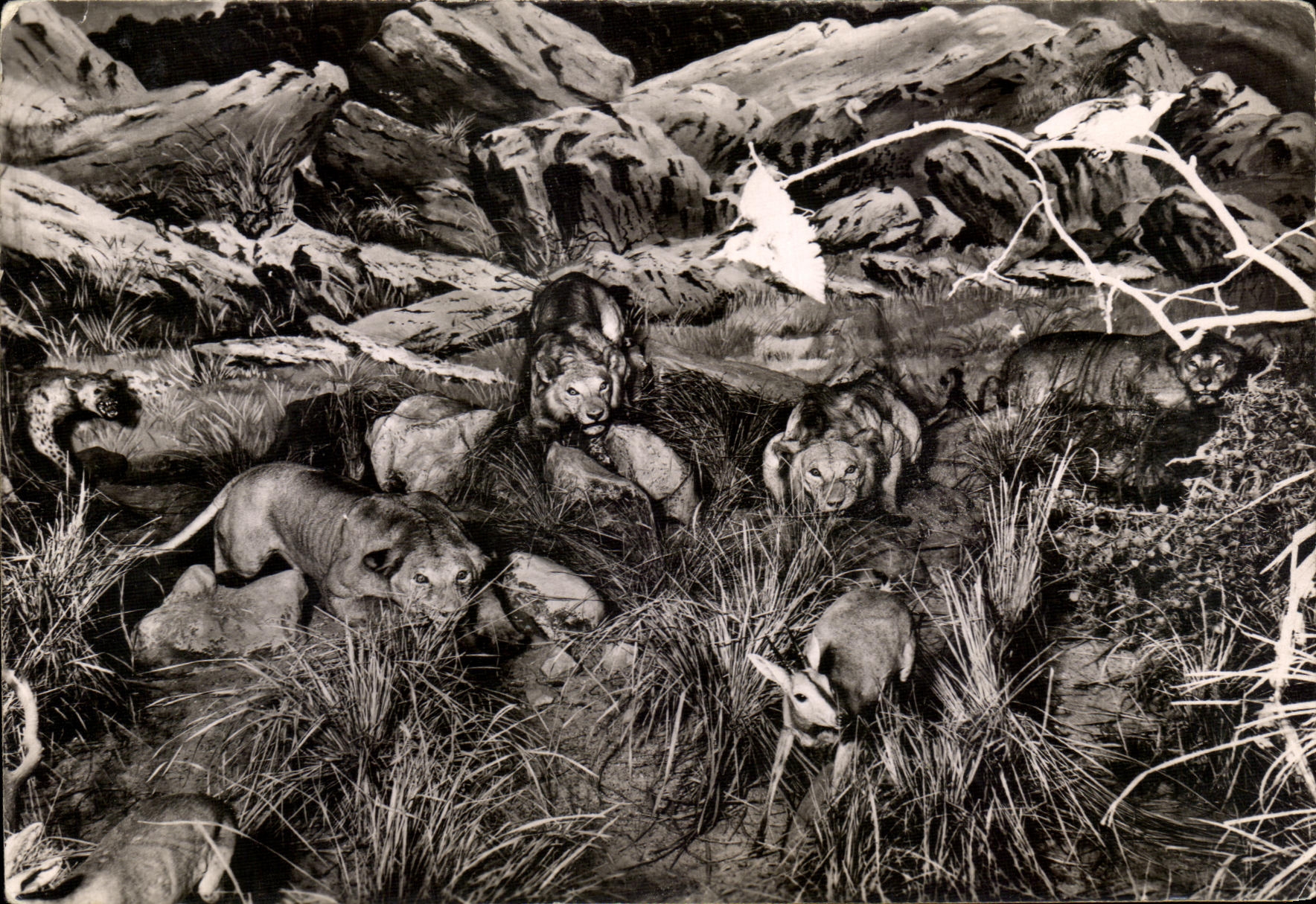CPM Museum Histoire Naturelle Musee Du Duc D'orleans Groupe e Lions Antilope