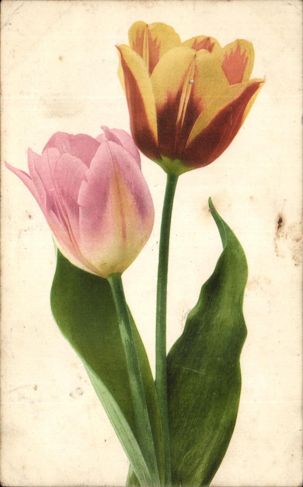 CPA Fleurs Tulipes