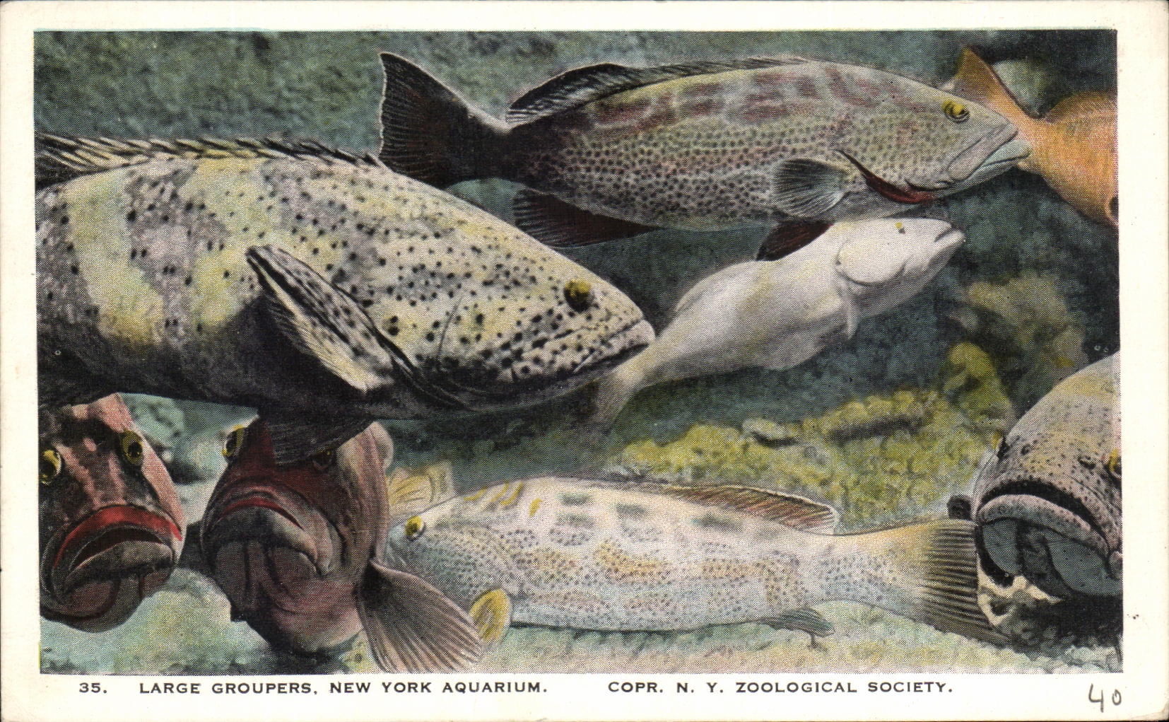 CPA Large Groupers New York Aquarium Poissons 