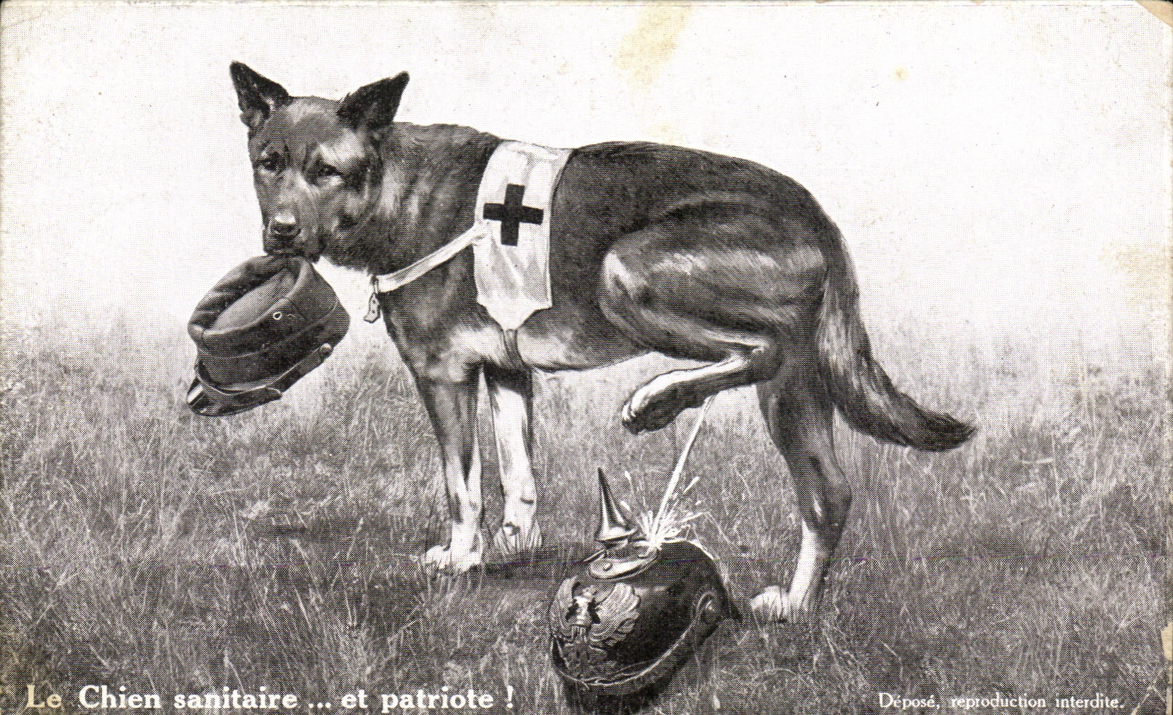 CPA Le Chien sanitaire et patriote Militaria Croix rouge