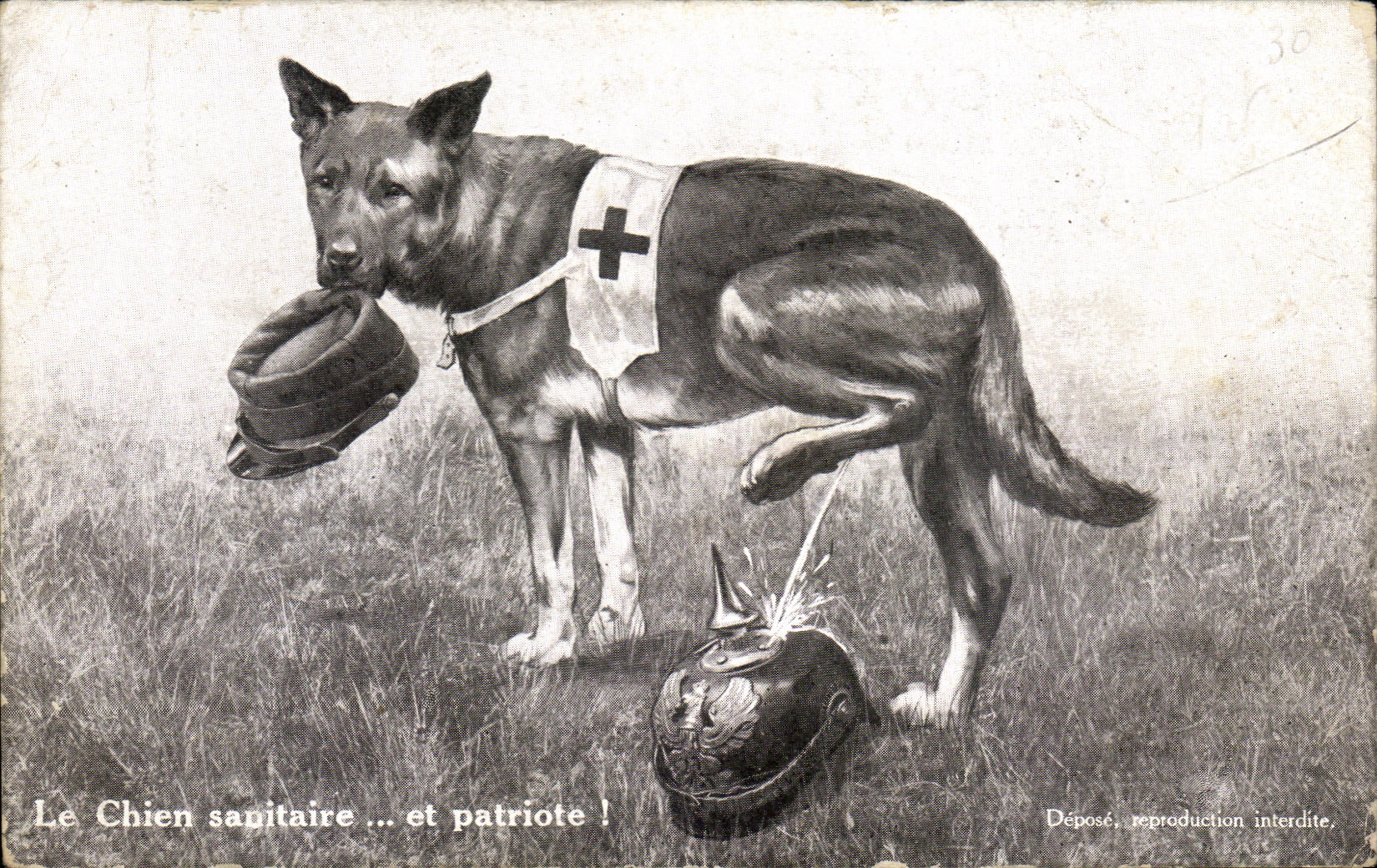 CPA Le Chien sanitaire et patriote Militaria Croix rouge