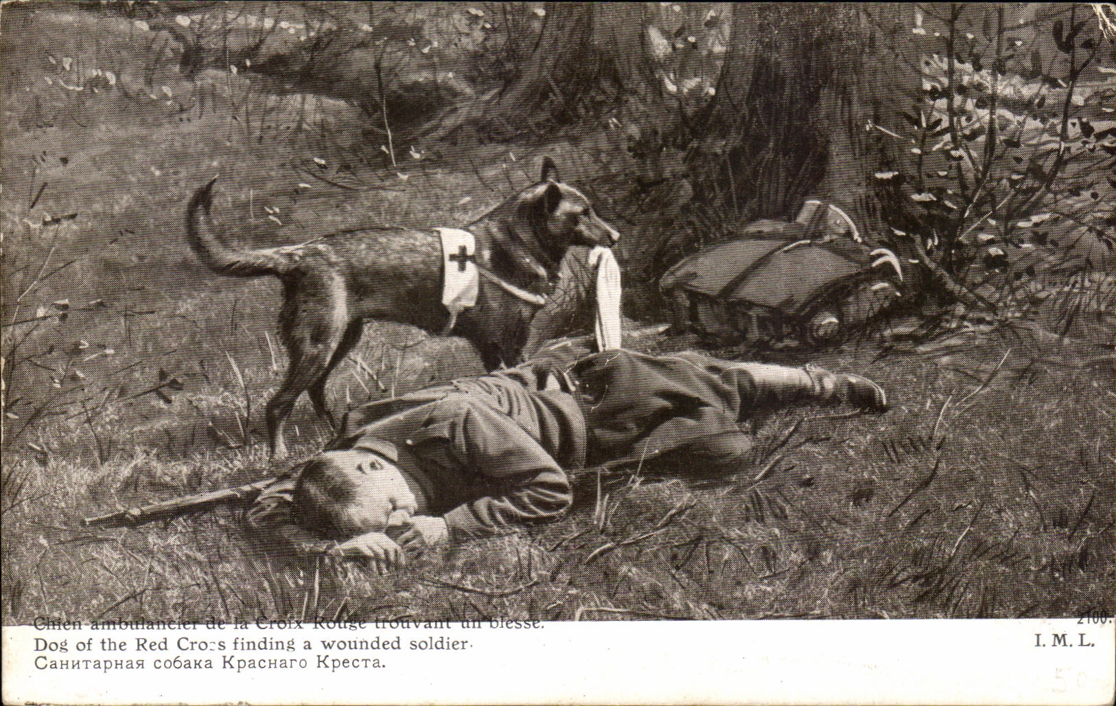 Chien ambulancier de la Croix Rouge trouvant un blessé — I.M.L. n° 2100