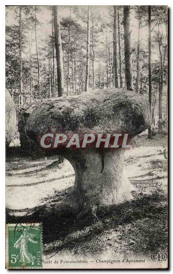 Forêt de Fontainebleau — Champignon d'Apremont — Édition EID