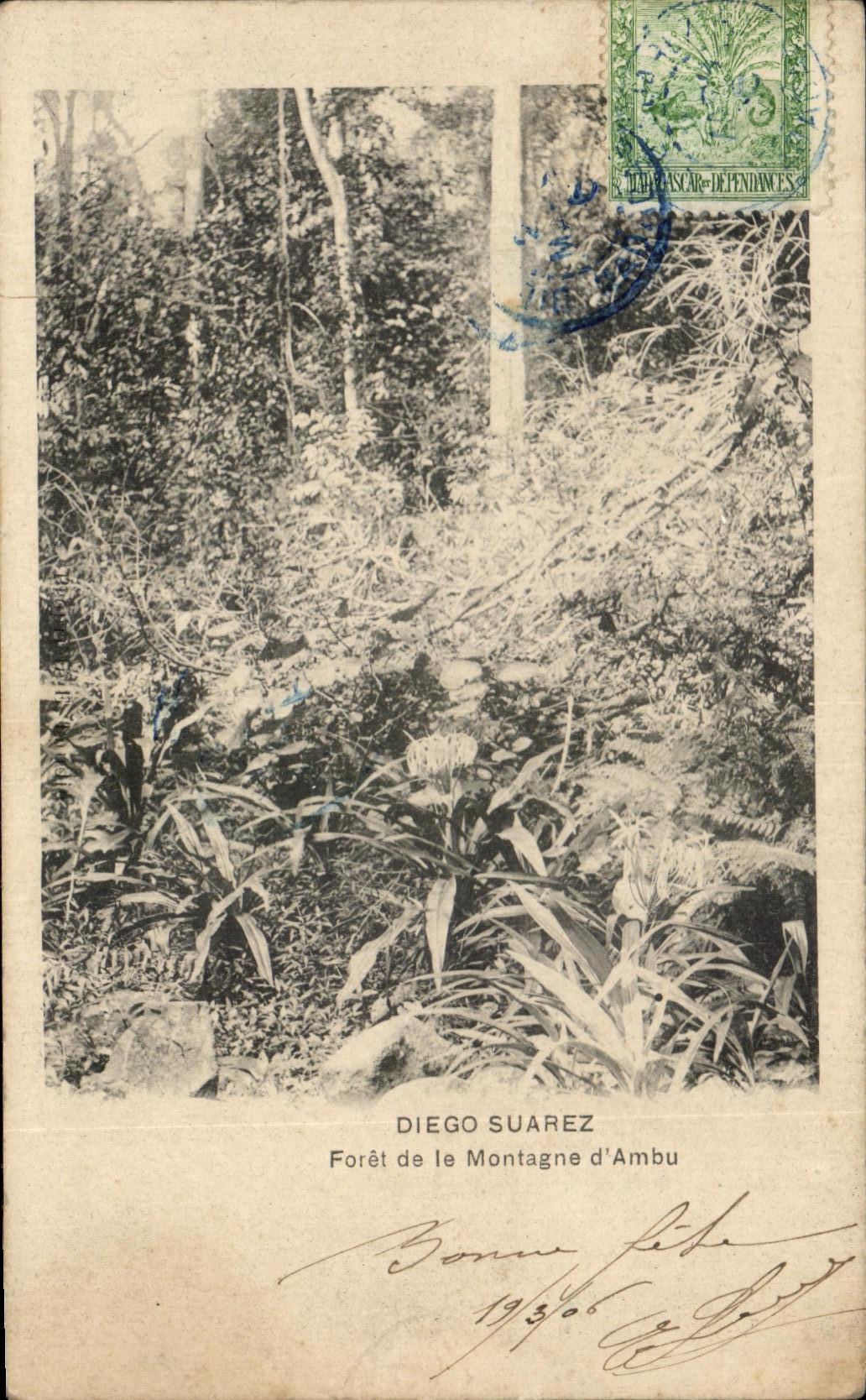 CPA Diego Suarez Foret De La Montagne d'Ambu Madagascar