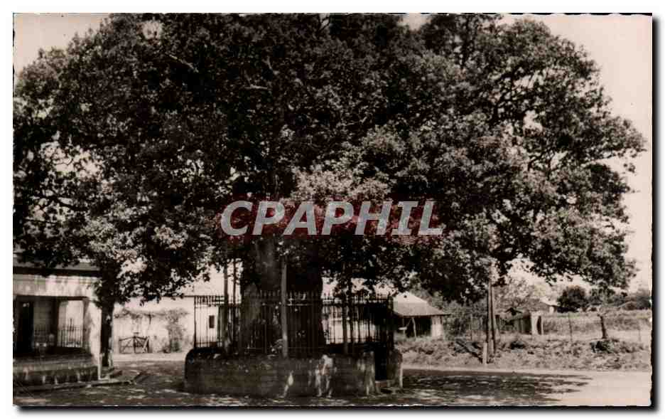 Berceau de Saint-Vincent-de-Paul — Le vieux Chêne — Photo Véritable