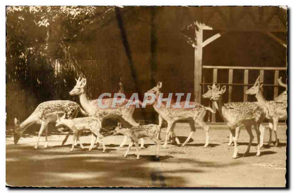 CPA Antwerpen Anvers Damherten Daims Mouchetes Zoo Dama Dama Linnaeus