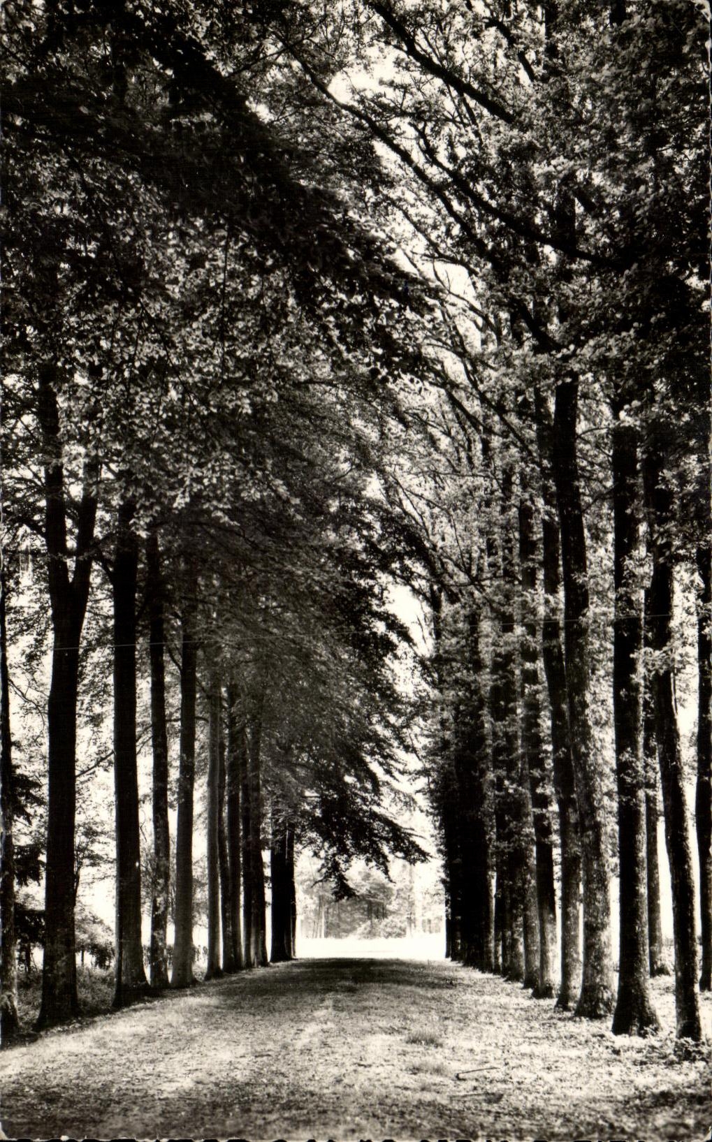 CPSM Nouvion en Thierache La Foret Avenue du Prince Henry