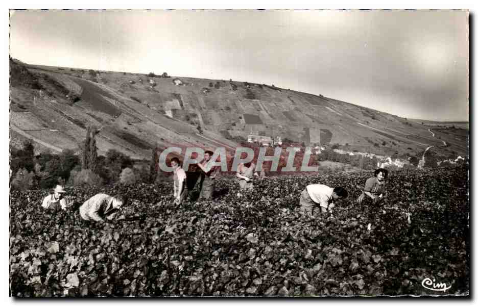 CPSM En Sancerrois Chavignol Vendanges 