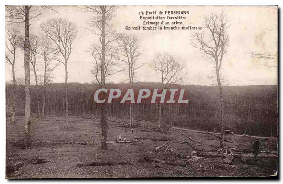 CPA Foret de Perseigne Exploitation forestiere Ecimage d'un arbre 
