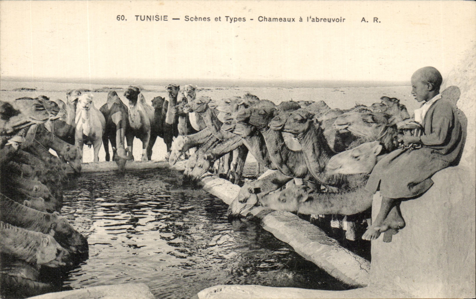 CPA Tunisie Scenes et Types Chameaux a l'abreuvoir